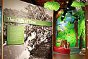 Museum Exhibits